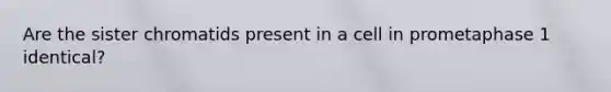 Are the sister chromatids present in a cell in prometaphase 1 identical?