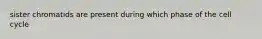 sister chromatids are present during which phase of the cell cycle