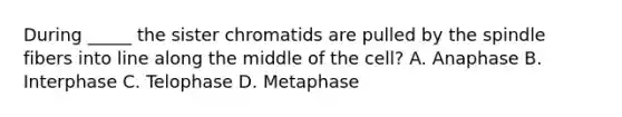 During _____ the sister chromatids are pulled by the spindle fibers into line along the middle of the cell? A. Anaphase B. Interphase C. Telophase D. Metaphase