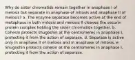 Why do sister chromatids remain together in anaphase I of meiosis but separate in anaphase of mitosis and anaphase II of meiosis? a. The enzyme separase becomes active at the end of metaphase in both mitosis and meiosis II cleaves the securin protein complex holding the sister chromatids together. b. Cohesin protects shugoshin at the centromeres in anaphase I, protecting it from the action of separase. d. Separase is active only in anaphase II of meiosis and in anaphase of mitosis. e. Shugoshin protects cohesin at the centromeres in anaphase I, protecting it from the action of separase.