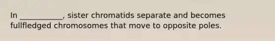 In ___________, sister chromatids separate and becomes fullfledged chromosomes that move to opposite poles.