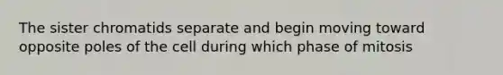 The sister chromatids separate and begin moving toward opposite poles of the cell during which phase of mitosis