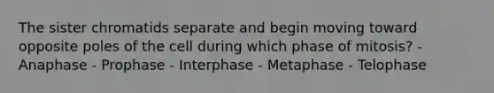 The sister chromatids separate and begin moving toward opposite poles of the cell during which phase of mitosis? - Anaphase - Prophase - Interphase - Metaphase - Telophase