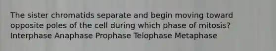 The sister chromatids separate and begin moving toward opposite poles of the cell during which phase of mitosis? Interphase Anaphase Prophase Telophase Metaphase