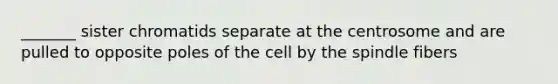 _______ sister chromatids separate at the centrosome and are pulled to opposite poles of the cell by the spindle fibers