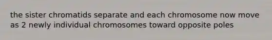 the sister chromatids separate and each chromosome now move as 2 newly individual chromosomes toward opposite poles