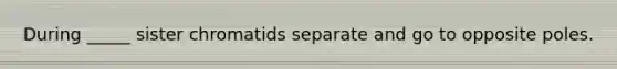 During _____ sister chromatids separate and go to opposite poles.