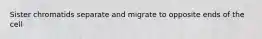 Sister chromatids separate and migrate to opposite ends of the cell