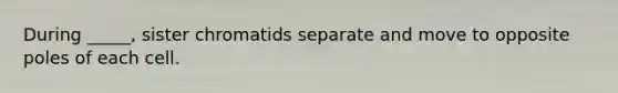 During _____, sister chromatids separate and move to opposite poles of each cell.