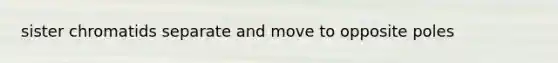 sister chromatids separate and move to opposite poles