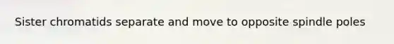 Sister chromatids separate and move to opposite spindle poles