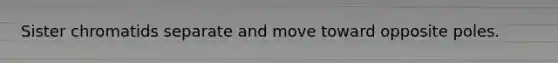Sister chromatids separate and move toward opposite poles.