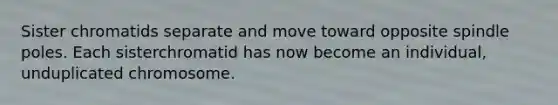 Sister chromatids separate and move toward opposite spindle poles. Each sisterchromatid has now become an individual, unduplicated chromosome.