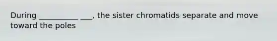 During __________ ___, the sister chromatids separate and move toward the poles