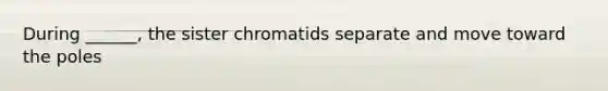 During ______, the sister chromatids separate and move toward the poles