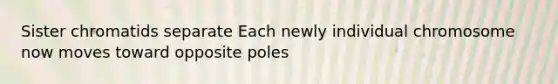 Sister chromatids separate Each newly individual chromosome now moves toward opposite poles