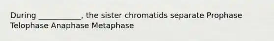 During ___________, the sister chromatids separate Prophase Telophase Anaphase Metaphase