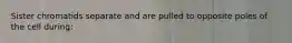 Sister chromatids separate and are pulled to opposite poles of the cell during: