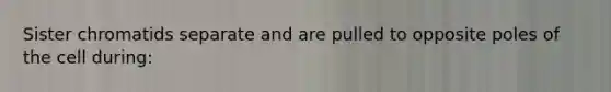 Sister chromatids separate and are pulled to opposite poles of the cell during: