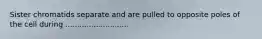 Sister chromatids separate and are pulled to opposite poles of the cell during ...........................