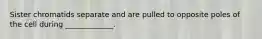 Sister chromatids separate and are pulled to opposite poles of the cell during _____________.