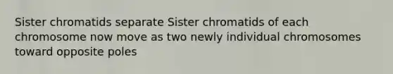 Sister chromatids separate Sister chromatids of each chromosome now move as two newly individual chromosomes toward opposite poles