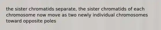 the sister chromatids separate, the sister chromatids of each chromosome now move as two newly individual chromosomes toward opposite poles