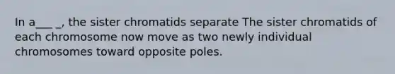 In a___ _, the sister chromatids separate The sister chromatids of each chromosome now move as two newly individual chromosomes toward opposite poles.