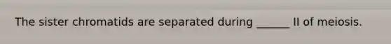 The sister chromatids are separated during ______ II of meiosis.