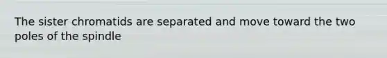 The sister chromatids are separated and move toward the two poles of the spindle