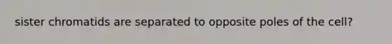 sister chromatids are separated to opposite poles of the cell?