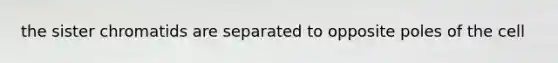 the sister chromatids are separated to opposite poles of the cell