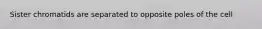 Sister chromatids are separated to opposite poles of the cell