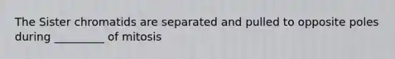 The Sister chromatids are separated and pulled to opposite poles during _________ of mitosis