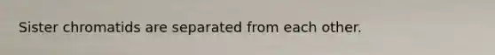 Sister chromatids are separated from each other.