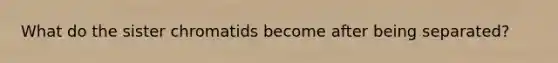 What do the sister chromatids become after being separated?