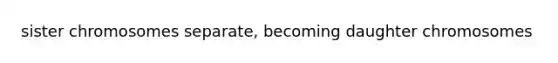 sister chromosomes separate, becoming daughter chromosomes