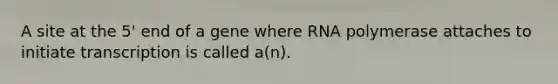 A site at the 5' end of a gene where RNA polymerase attaches to initiate transcription is called a(n).