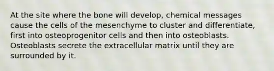 At the site where the bone will develop, chemical messages cause the cells of the mesenchyme to cluster and differentiate, first into osteoprogenitor cells and then into osteoblasts. Osteoblasts secrete the extracellular matrix until they are surrounded by it.