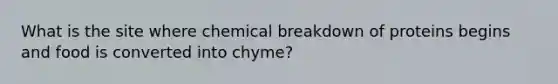 What is the site where chemical breakdown of proteins begins and food is converted into chyme?