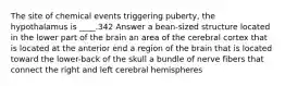 The site of chemical events triggering puberty, the hypothalamus is ____.342 Answer a bean-sized structure located in the lower part of the brain an area of the cerebral cortex that is located at the anterior end a region of the brain that is located toward the lower-back of the skull a bundle of nerve fibers that connect the right and left cerebral hemispheres