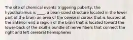 The site of chemical events triggering puberty, the hypothalamus is ____. a bean-sized structure located in the lower part of the brain an area of the cerebral cortex that is located at the anterior end a region of the brain that is located toward the lower-back of the skull a bundle of nerve fibers that connect the right and left cerebral hemispheres