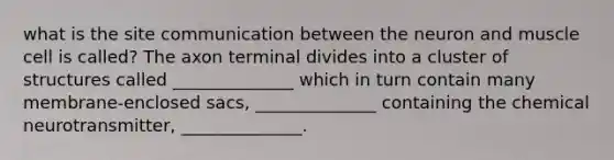 what is the site communication between the neuron and muscle cell is called? The axon terminal divides into a cluster of structures called ______________ which in turn contain many membrane-enclosed sacs, ______________ containing the chemical neurotransmitter, ______________.