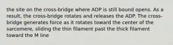 the site on the cross‐bridge where ADP is still bound opens. As a result, the cross‐bridge rotates and releases the ADP. The cross‐bridge generates force as it rotates toward the center of the sarcomere, sliding the thin filament past the thick filament toward the M line