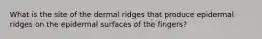 What is the site of the dermal ridges that produce epidermal ridges on the epidermal surfaces of the fingers?