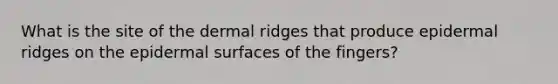 What is the site of the dermal ridges that produce epidermal ridges on the epidermal surfaces of the fingers?