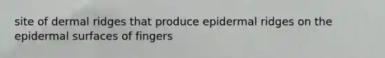 site of dermal ridges that produce epidermal ridges on the epidermal surfaces of fingers