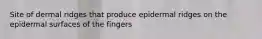 Site of dermal ridges that produce epidermal ridges on the epidermal surfaces of the fingers