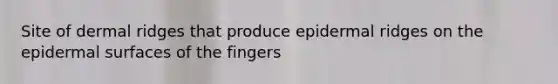 Site of dermal ridges that produce epidermal ridges on the epidermal surfaces of the fingers