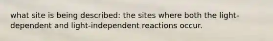 what site is being described: the sites where both the light-dependent and light-independent reactions occur.